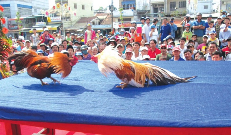 Đá gà truyền thống Việt Nam