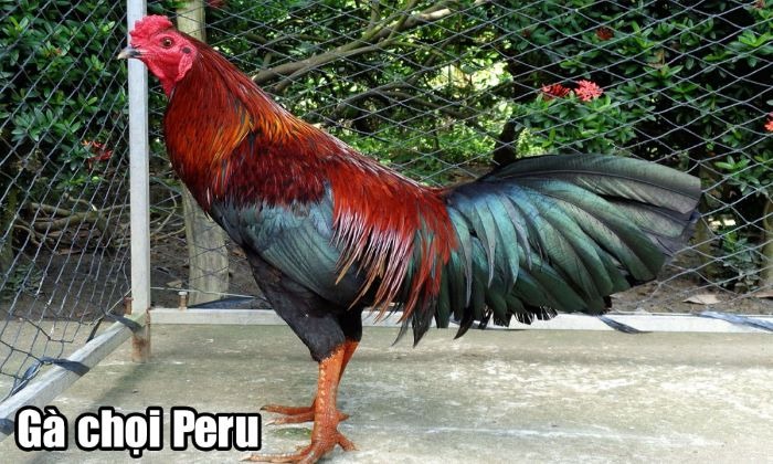 Tất tần tật những thông tin cần biết về gà chọi Peru