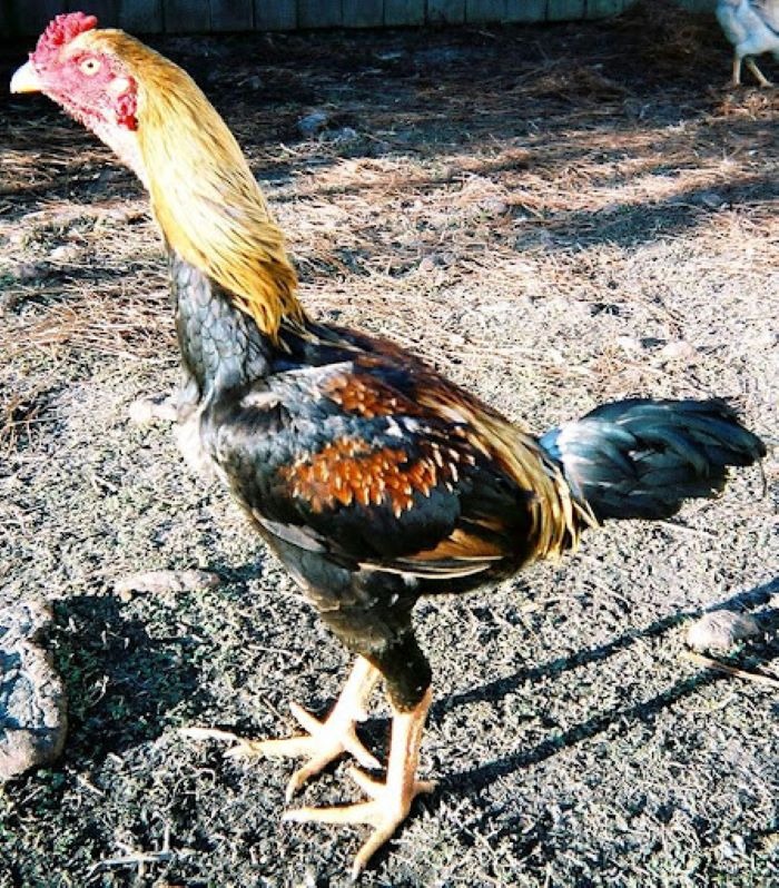 gà rừng Saipan